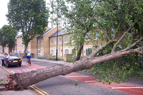 A1 Foundation Crack Repair - Fallen Tree